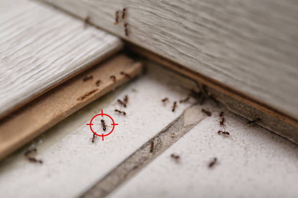 Best Insect Control  in Fort Salonga, NY