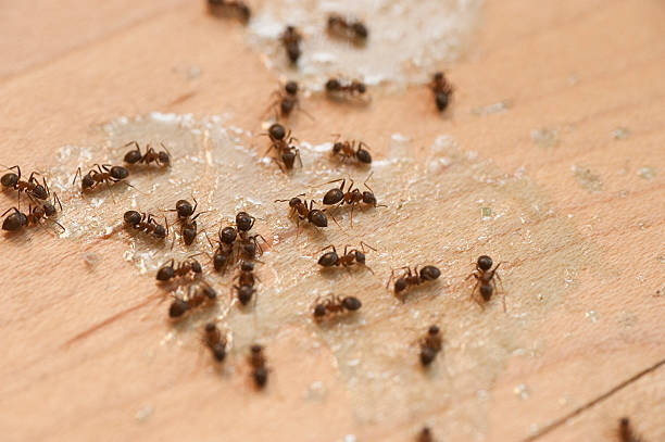 Best Wildlife Control Services  in Fort Salonga, NY